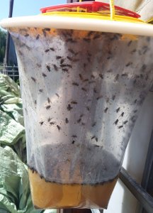 Pułapka biologiczna na muchy