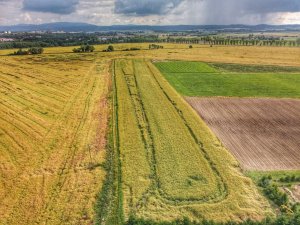 rzepak LG architekt 25.06.2022