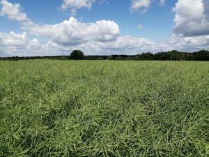 Rzepak ozimy invigor 1188 