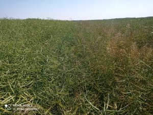 Sdhi w T2 i T3  vs triazole