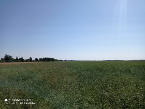 Sdhi w T2 i T3  vs triazole