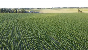 Ślady po włókowaniu