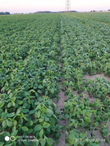 Soja Abelina i Abaca 