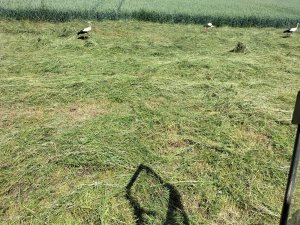 Zetor 5211 i przetrząsarka Z218, bociany