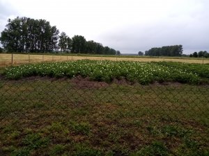 Ziemniaki po zakwitnięciu