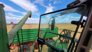 Jęczmień kws higgins 13.07.2022