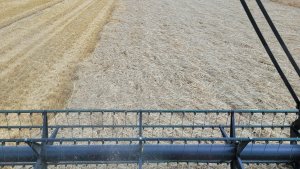 Jęczmień ozimy kws higgins 13.07.2022