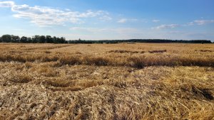 jęczmień ozimy kws higgins 2.7.2022