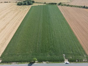 Kukurydza 17.07.2022