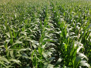 Kukurydza LG 31.250 17.07.2022