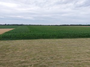 Kukurydza pioneer vs syngenta