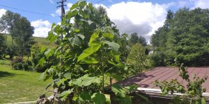 Paulownia