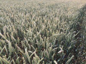 Pszenica 