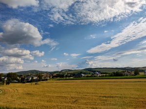 Pszenica ozima  Arkadia