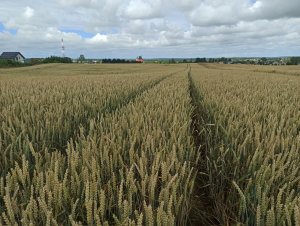 Pszenica ozima Euforia 