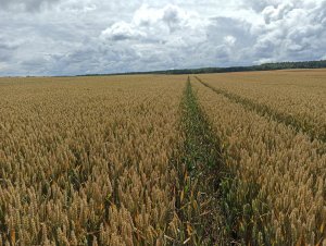 Pszenica ozima Linus