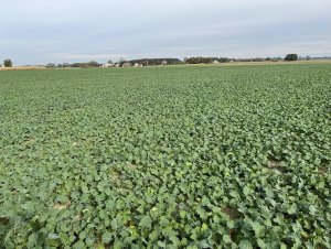 Rzepak  PIONEER PT303