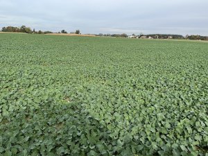 Rzepak  PIONEER PT303