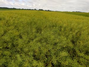 Rzepak Ambassador 03.07.2022