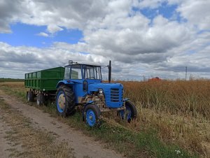 Rzepak Pantheon [F1]