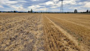 Ściernisko po 3 belkowcu