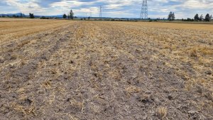 Ściernisko po 3 belkowcu