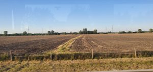 skoszony i uprawiony rzepak