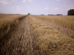 Żyto hybrydowe vinetto