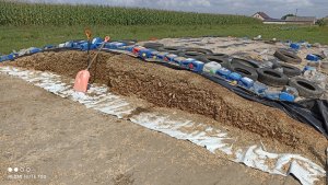 Kiszonka z kukurydzy