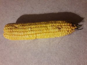 Kukurydza 