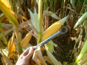 Kukurydza