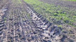 pole pod rzepak 26.08.2022