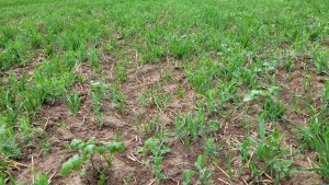 poplony groch z prezentem