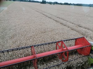 Pszenica Ozima wilejka