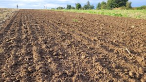 rzepak LG ambasador 27.08.2022