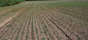 Rzepak ozimy LG Absolut