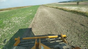 Talerzowanie samosiewów