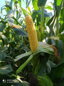 Kukurydza 