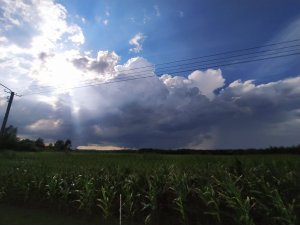 Kukurydza i chmura burzowa