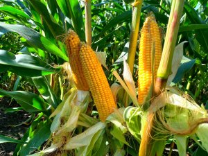 Pioneer PR39H32 