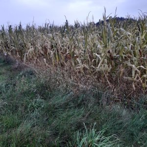 sąsiadowa kukurydza 