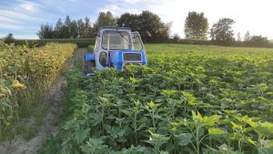 Talerzowanie poplonu