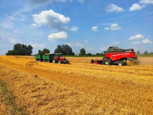 Żniwa z Massey Ferguson