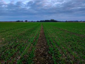 Jęczmień ozimy Aleksandra