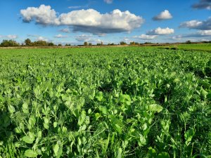 Mieszanka Groch/Rzodkiew Oleista/Słonecznik/Wyka/Facelia