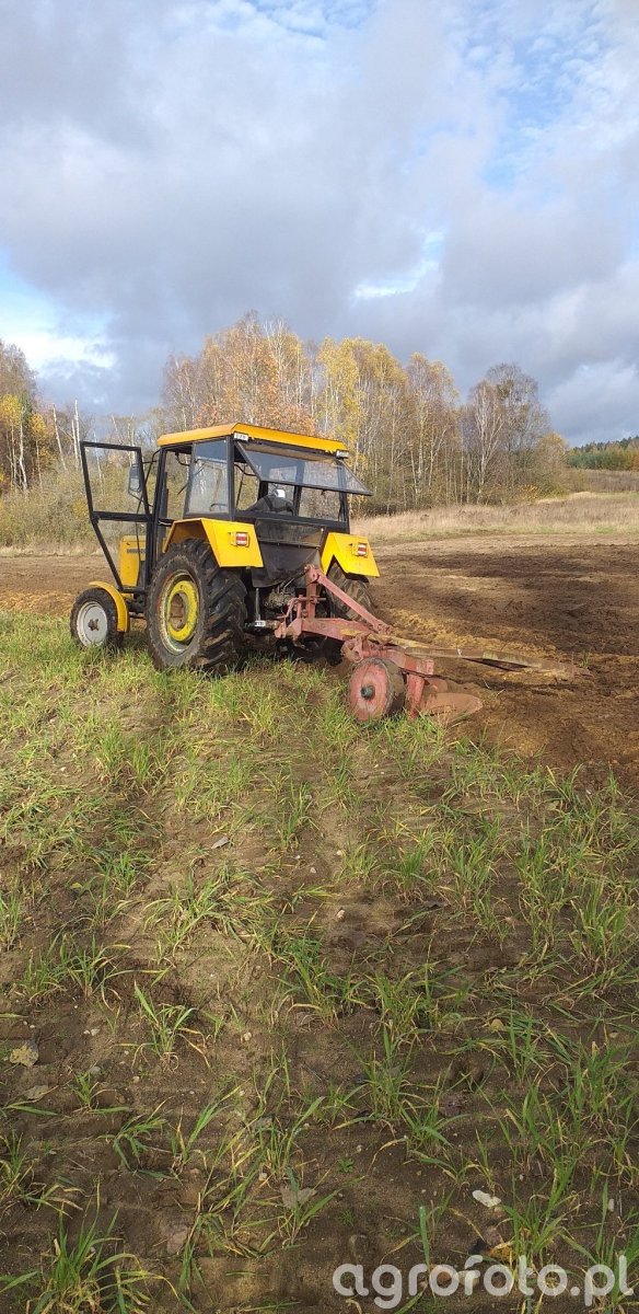 Obraz Ci Gnik Ursus Galeria Rolnicza Agrofoto