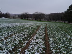 Żyto Dankowskie Turkus 