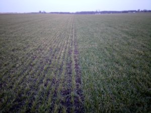 Festulolium Mahulena i Bečva