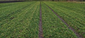 Jęczmień KWS Kosmos