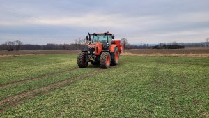 Jęczmień ozimy KWS Higgins - 10.02.2023 - Kizeryt